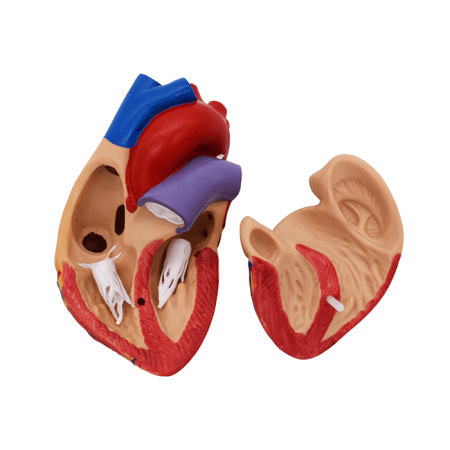 Набор моделей «Сердце позвоночных» (7 моделей)